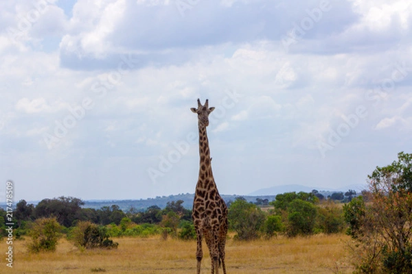 Obraz Giraffe With Landscape
