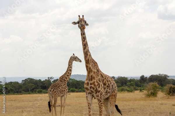 Obraz Two Giraffes
