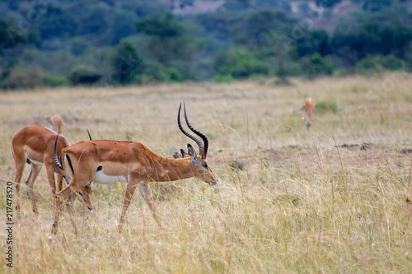 Obraz Imapalas Grazing