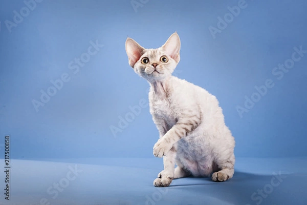 Obraz Silver Chocolate Tabby Devon Rex