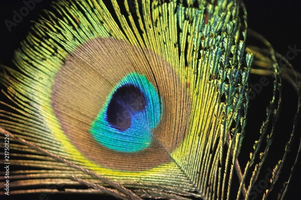 Obraz peacock feather