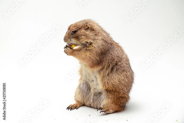 Obraz Black-tailed prairie dog, with isolated white background