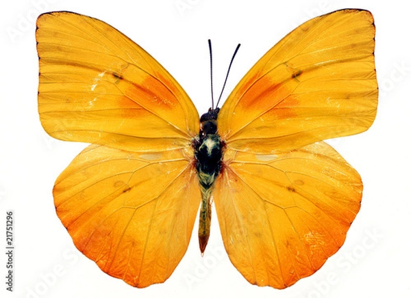 Obraz butterfly isolated