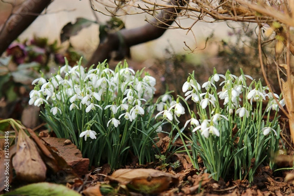 Fototapeta Schneeglöckchen