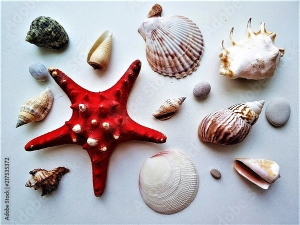 Obraz A Set with a red starfish, shells and stones