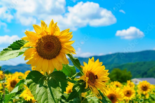 Obraz 花物語：故郷の夏休み風景