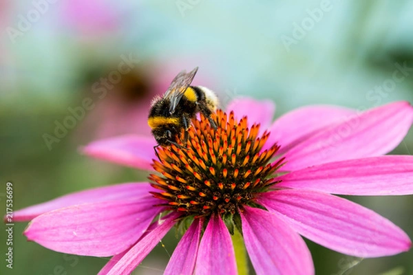 Fototapeta Bumblebee on a flower