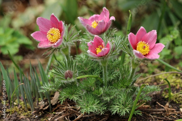 Fototapeta Küchenschelle