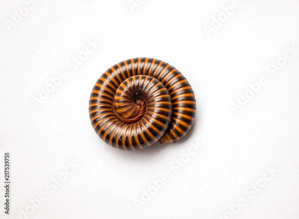 Fototapeta Beautiful red millipede rolled into a circle isolated on white background .