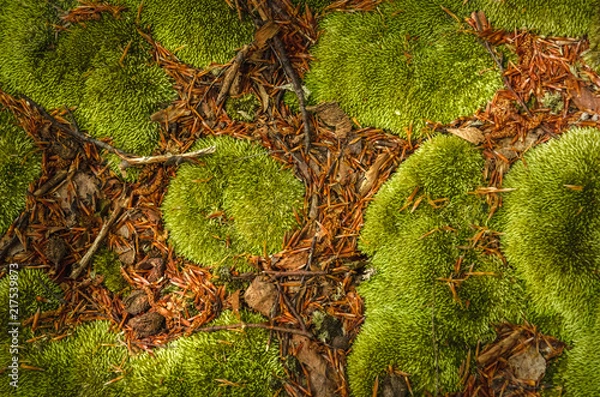 Fototapeta Abstract closeup photo of green moss. Natural backround texture. Ecology concept of clear environment. Taken at spring day at Carpathian mountains, Ukraine
