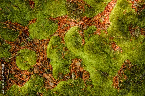 Fototapeta Abstract closeup photo of green moss. Natural backround texture. Ecology concept of clear environment. Taken at spring day at Carpathian mountains, Ukraine