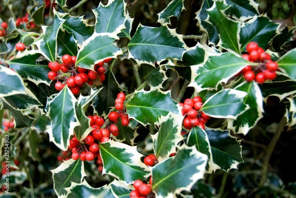 Fototapeta Variegated Holly