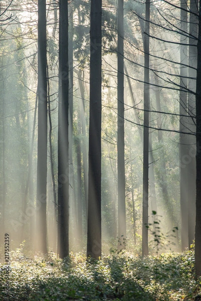 Obraz Light rays in forest during sunrise