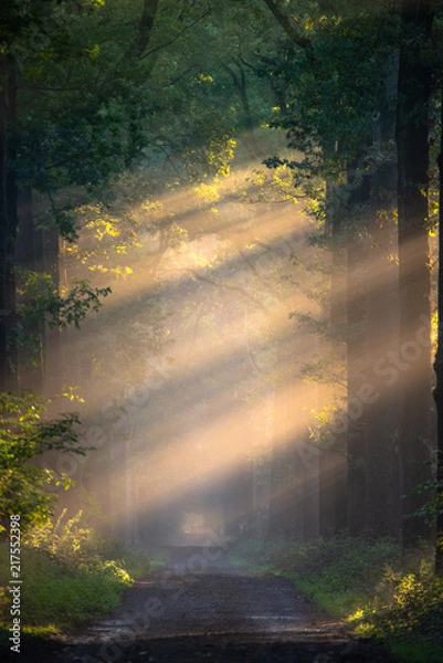 Obraz Light rays in forest during sunrise