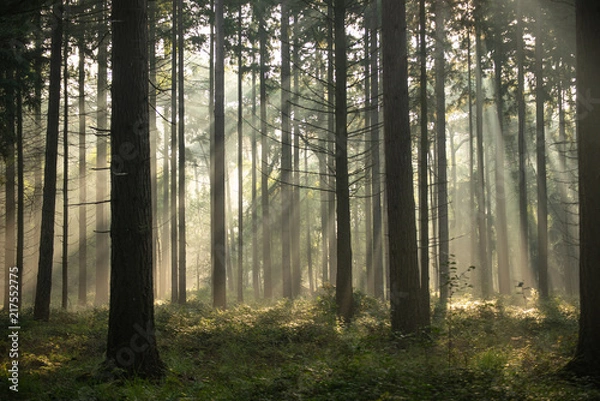 Fototapeta Sunrise with light rays in a forest