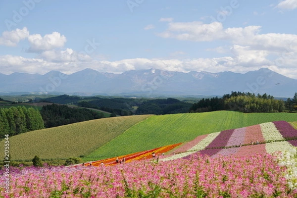 Fototapeta 美瑛 四季彩の丘