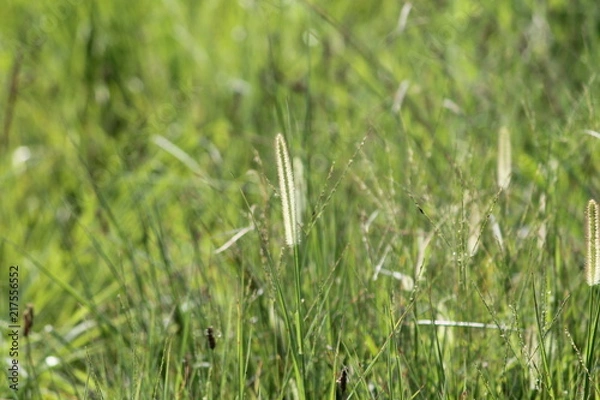 Obraz Grass with seed 