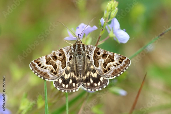 Fototapeta Scheck-Tageule