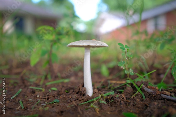 Fototapeta Mushroom