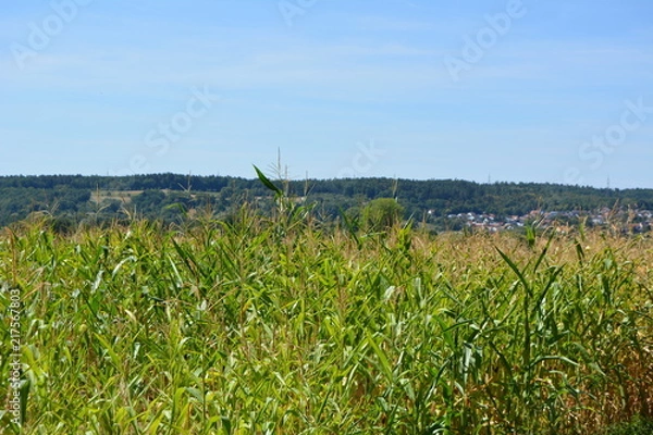 Obraz Waldspaziergang