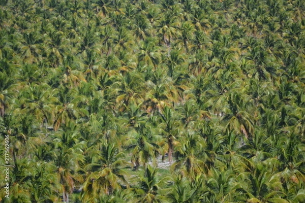 Obraz Coqueiral de cima