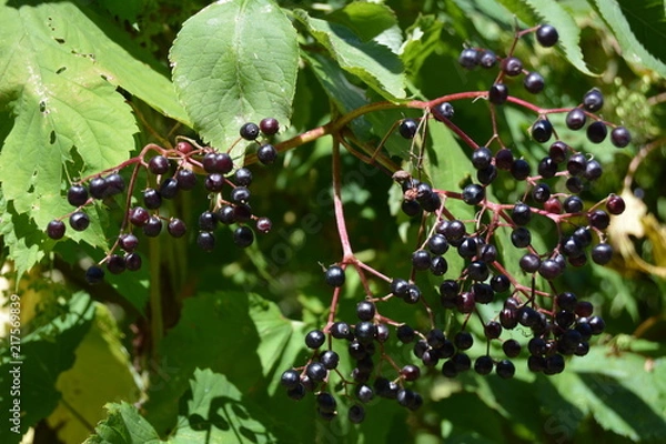 Obraz Waldspaziergang