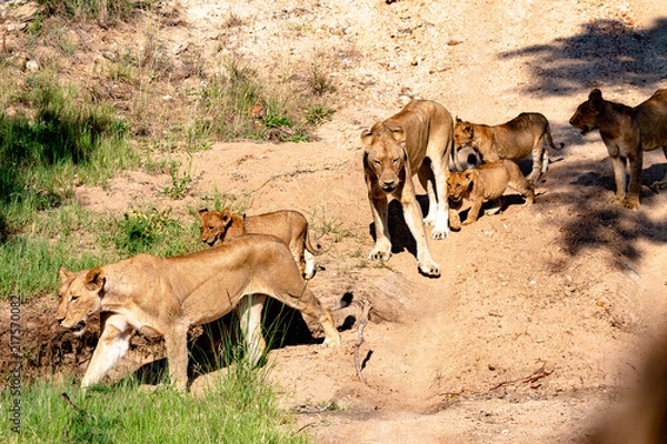 Obraz Lioness and cubs