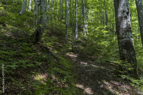 Fototapeta Trees with interesting shapes and formations on their stems and trunks on the way to Eho hut. The mountain in the central Balkan astonishes with its beauty, fresh air and magnetism.