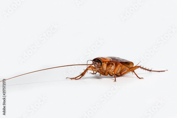 Obraz Cockroach brown on isolated white background