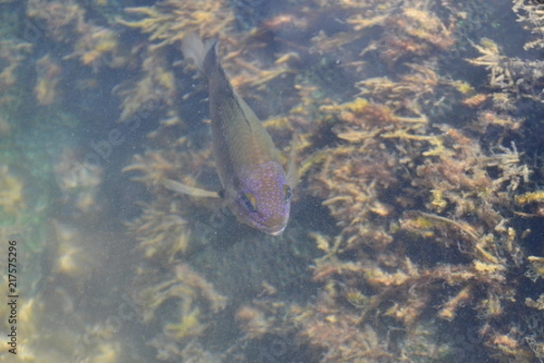 Obraz Peixe nos Corais