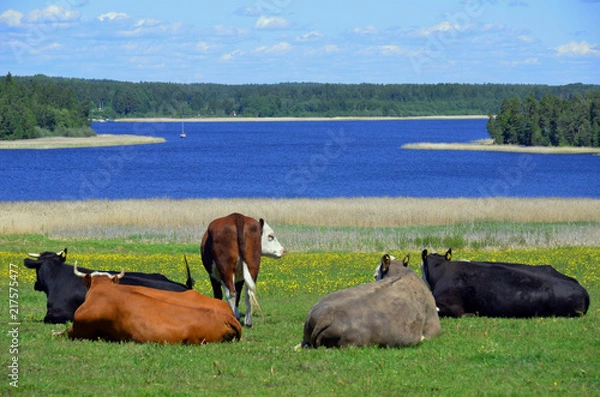 Obraz Cows with view