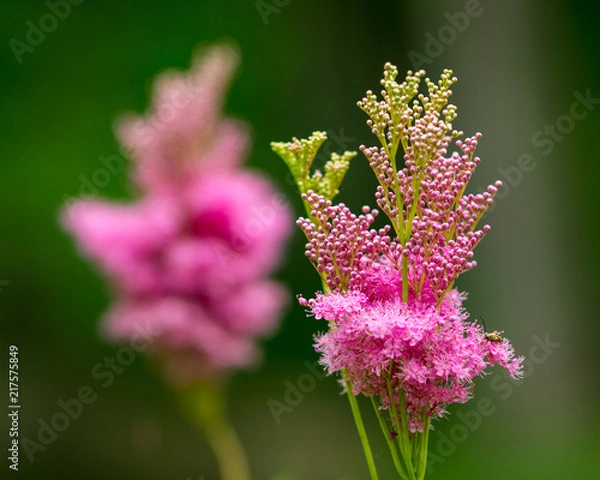 Obraz blended twin flowers