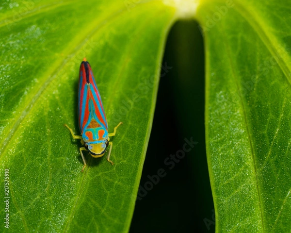 Obraz colors in the gap