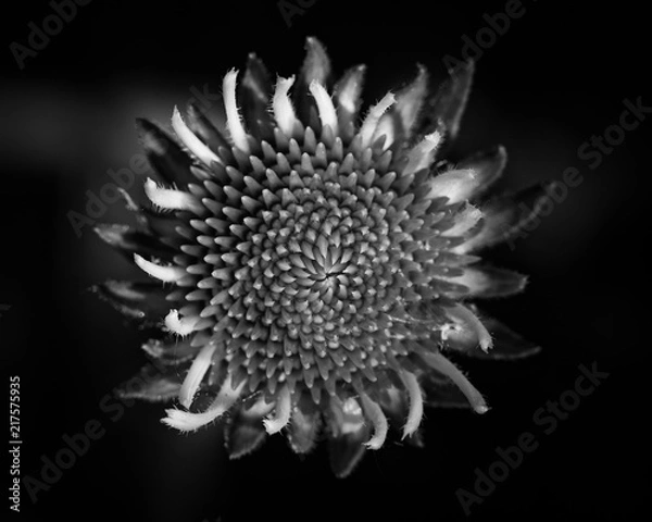 Obraz black and white flower