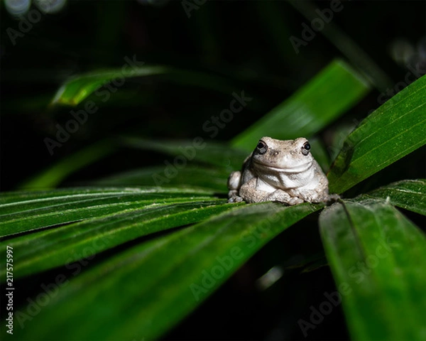 Obraz albino white frog chillin on a leaf