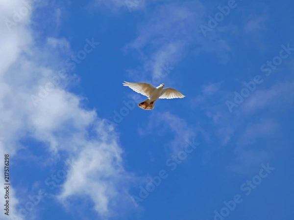 Obraz Pigeon on flight