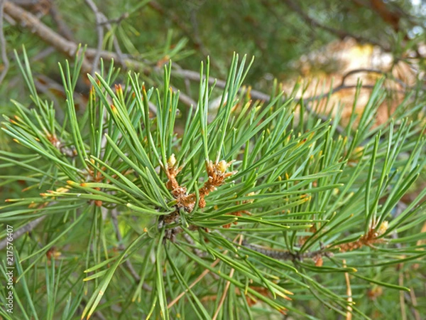 Obraz Green pine needle