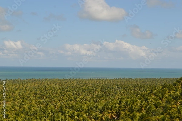 Obraz Mar de coqueiros