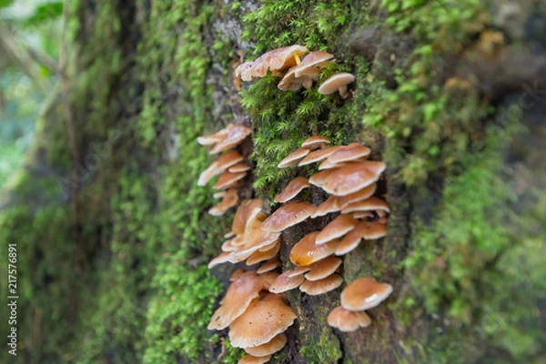 Fototapeta サルノコシカケ・キノコ・苔・自然