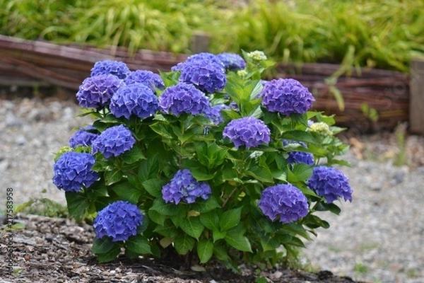 Fototapeta Garden hydrangea with blue flowers. Wicker fence in the background