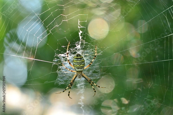 Fototapeta Spider on the web (bokeh). Argiope bruennichi (Wasp spider)