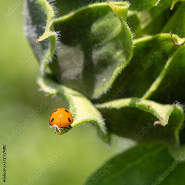 Obraz Coccinelle en équilibre