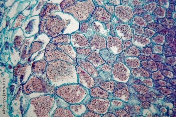 Fototapeta Cross section through cells of a seedling from a maize plant under the microscope