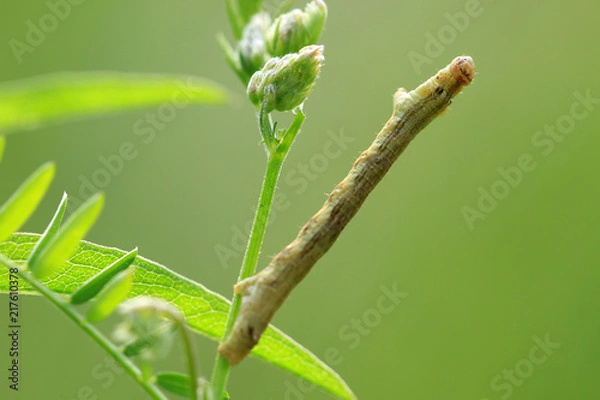 Fototapeta Spannerraupe