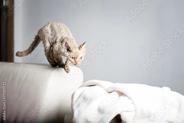 Obraz Tortie Devon Rex Ready to Pounce