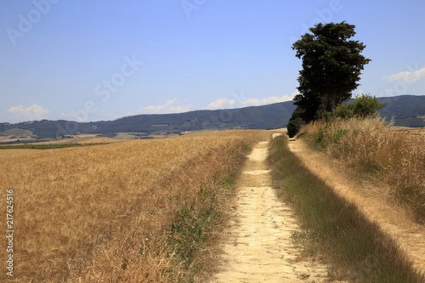 Fototapeta Paesaggio Toscano