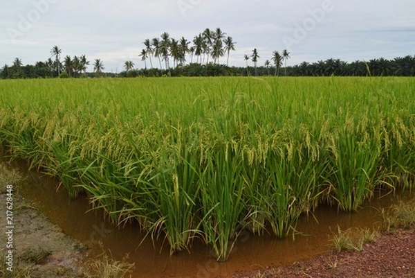 Obraz a scenic view at the paddyfield