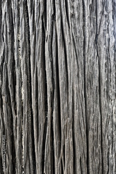 Fototapeta Textures and natural patterns Bark of tree trunk