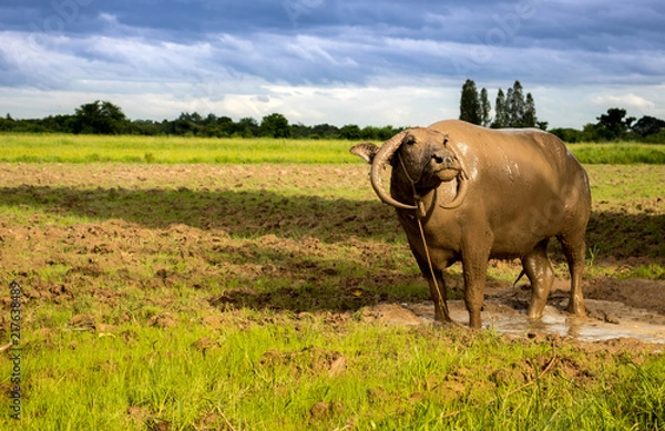 Fototapeta Thai water buffalo sending eye contact or looking to the camera on the beautiful green field,vintage style.
