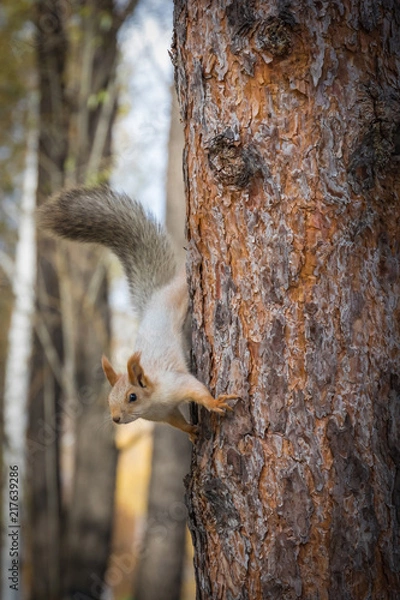 Fototapeta Furry curious squirrel on tree in autumn forest